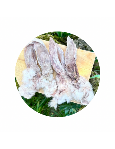 Oreille de lapin avec poils