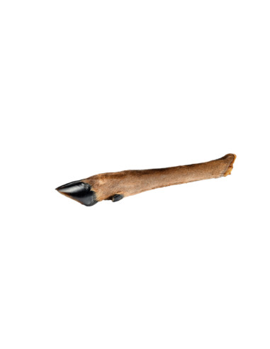 PATTE DE CERF