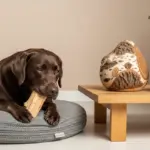 Bois de cerf pour chien : quel modèle choisir en 2026 ?