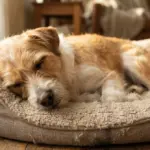 La maladie de Carré chez le chien : symptômes et soins