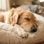 La toux de chenil chez le chien : symptômes et traitement ?