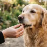 Close-up of a calm dog gently taking a small, plain supplement from a human hand, bathed in warm natural daylight
